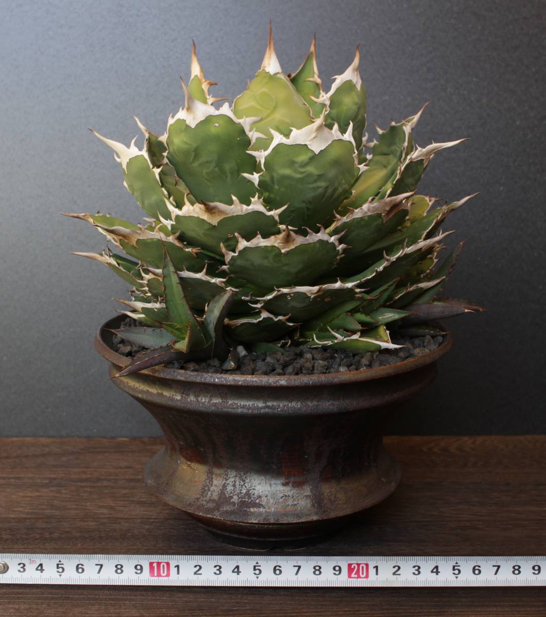 チタノタ ボールタイプ 親株 発根済み 親株 アガベ チタノタ 白鯨 強棘