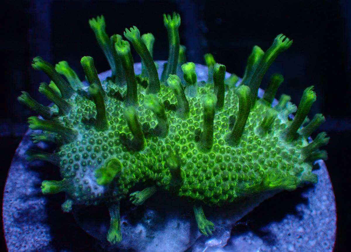 テーブルミドリイシ蛍光グリーン 多数あり