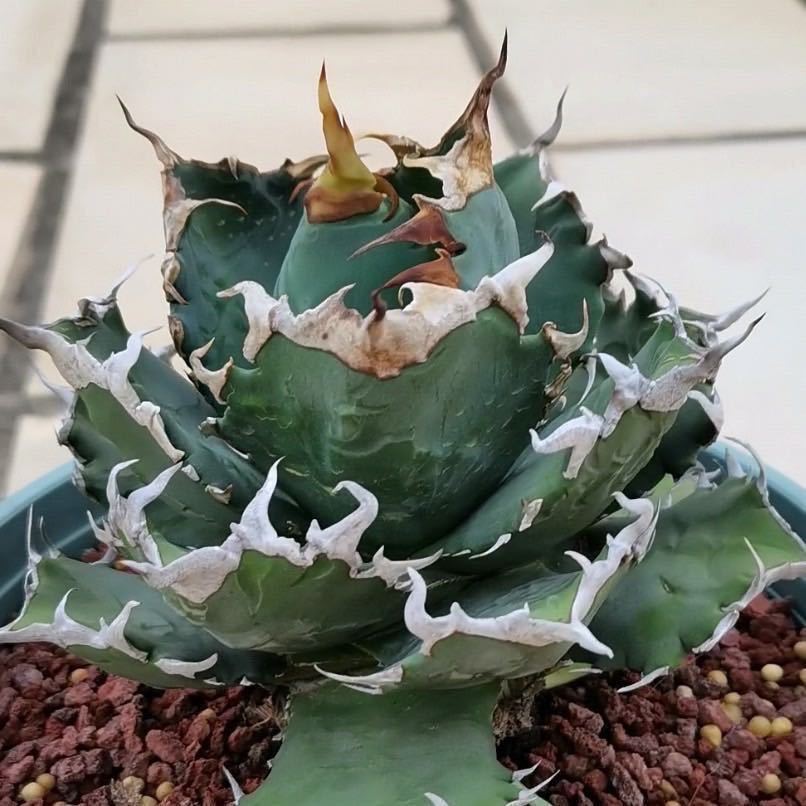 アガベ チタノタ 狼牙 タガベ(検 スーパーチタノタ 大白鯊 清櫻
