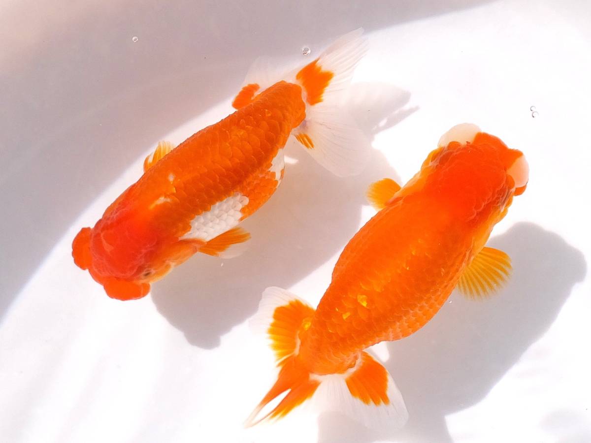 ・KingyoBokujyo 志村氏 桜東錦　17cm明2才♂品番美2