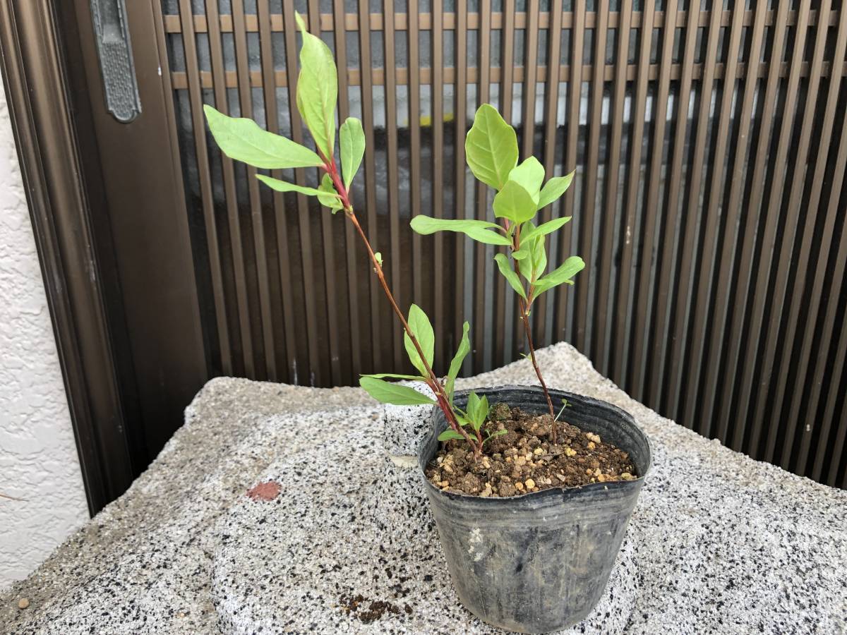 グアバ苗☆紅心グァバ取木大苗 最後1鉢