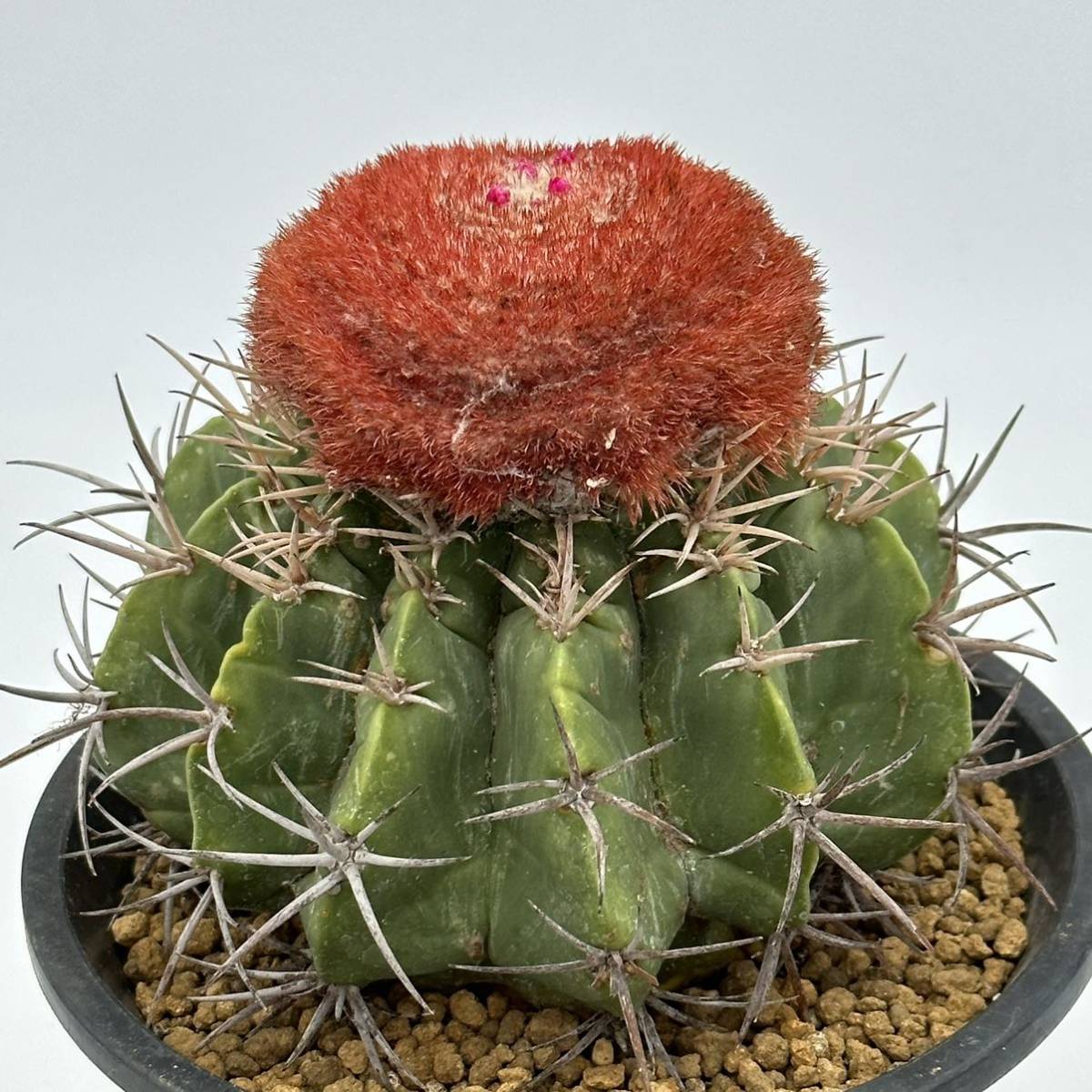 やや傷や汚れあり】◇メロカクタス 涼雲◇サボテン・多肉植物 ◇1763の
