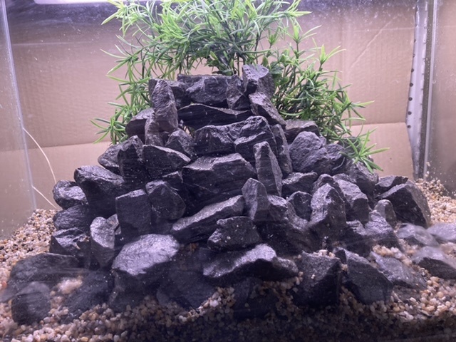 1[新品]ADA 龍王石5.8キロ☆水槽 レイアウト アクアリウム 清