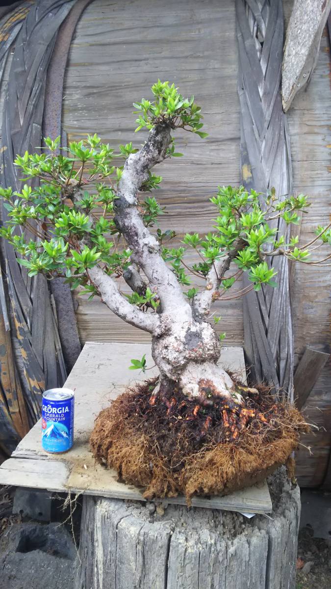 良品。オリーブ シプレッシーノ1.8M(鉢底から)品番E ♪ひなた♪五葉松