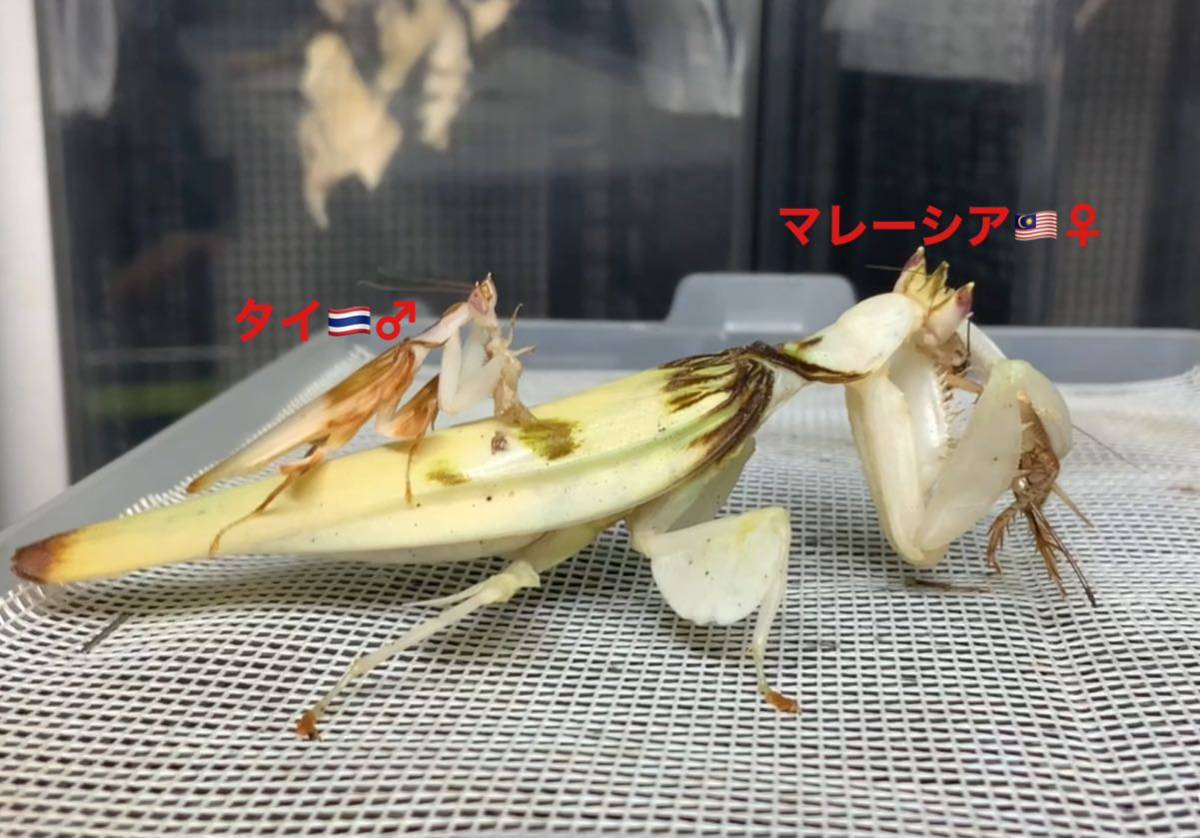ハナカマキリ ランカマキリ 成虫♂単品 ジャワ島産