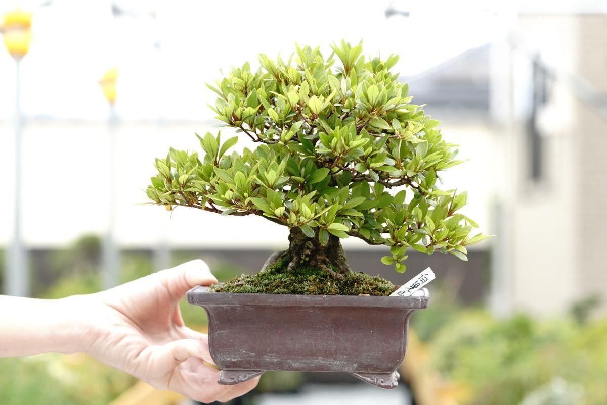 郵送無料 紫龍の誉 サツキ 皐月 小品盆栽