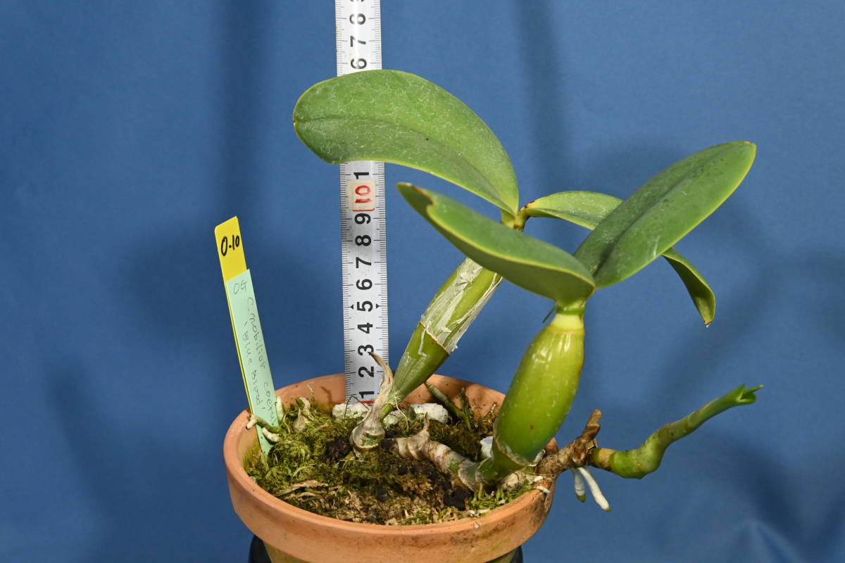 洋蘭原種 nobilior (ノビリオール) 大株 (N002-2) Yahoo!オークション - 洋蘭原種 Cattleya nobilior (Rafaela x