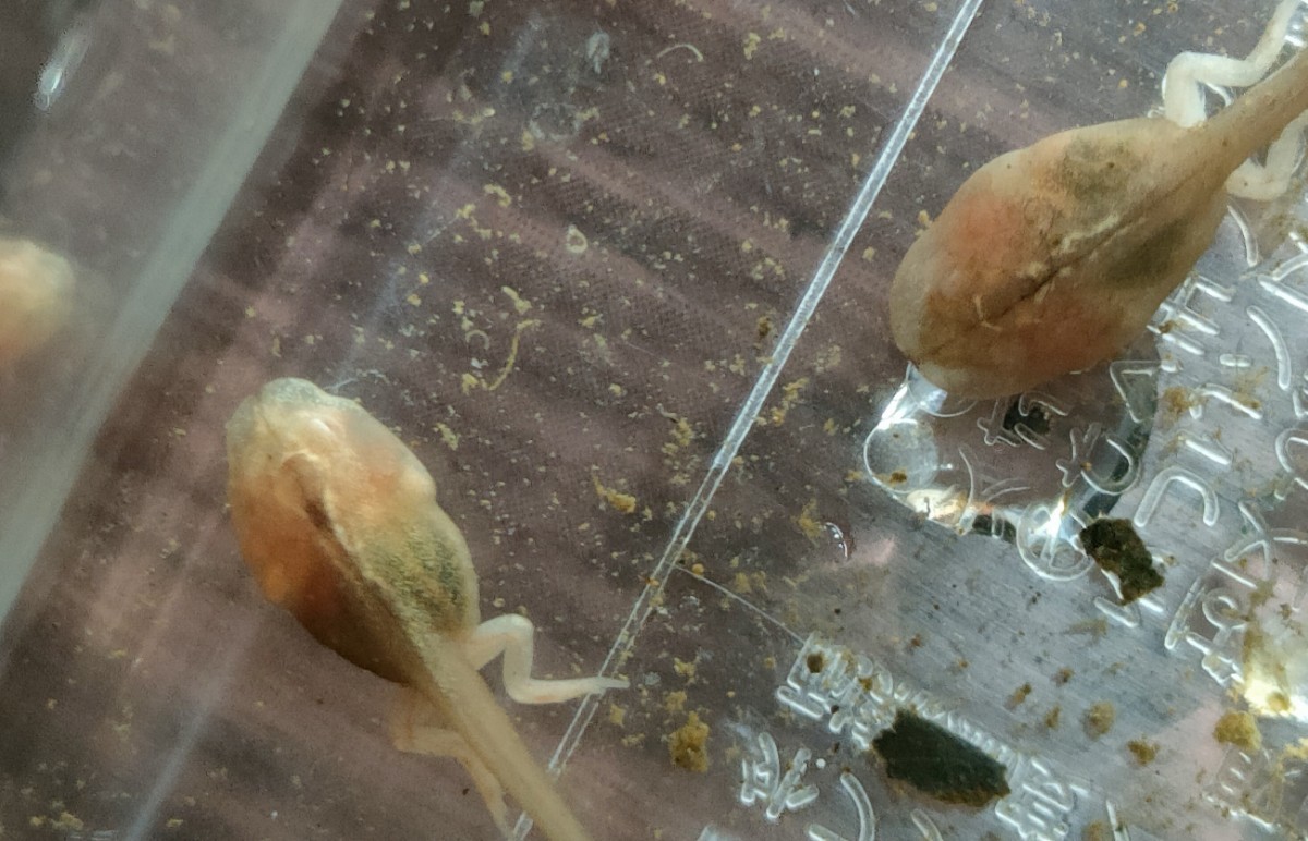 Maybe アズマヒキガエル ？ アルビノ ？ 色素変異 ？ オタマジャクシ 1 