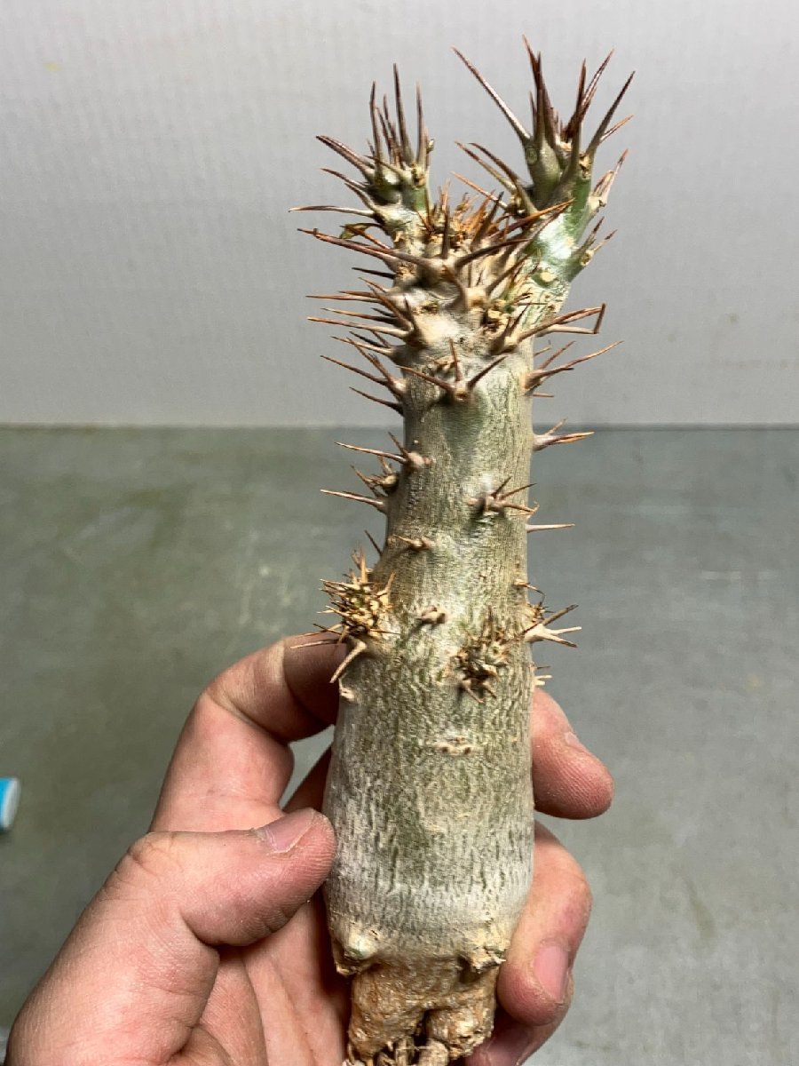パキポディウム グラキリス 綴化 実生 塊根植物 特殊希少種（環状綴化 