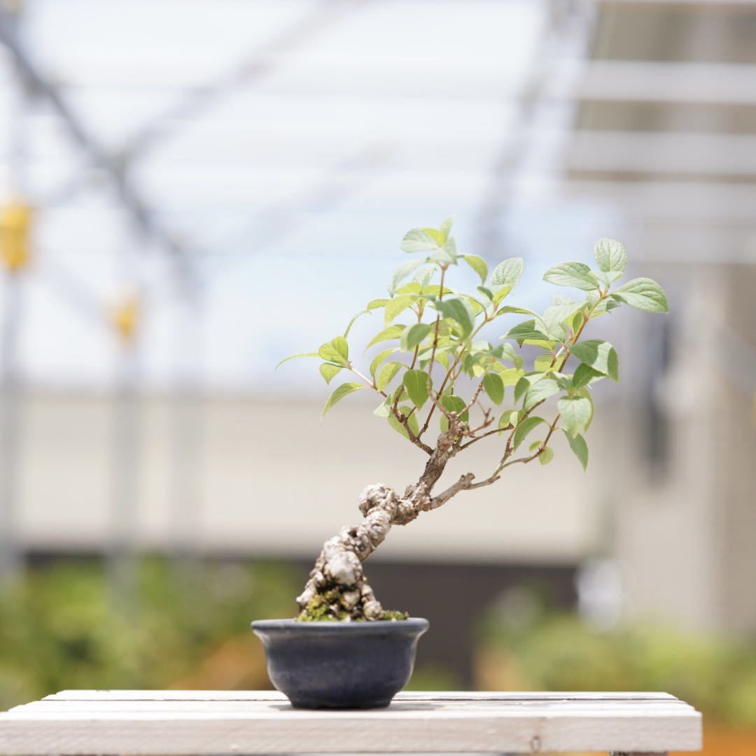 亦盆栽」姫桜桃 盆栽 極上品