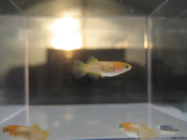 ■凛音(りんね)ひかり上物計2匹！②