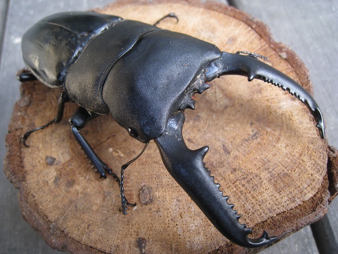 大型極太パラワンオオヒラタクワガタ♂ 110.4㎜！！