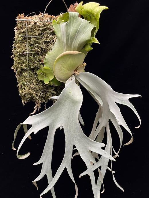 Pearl Queen from晴花鹿苑親株からの株分け子株パールクイーン