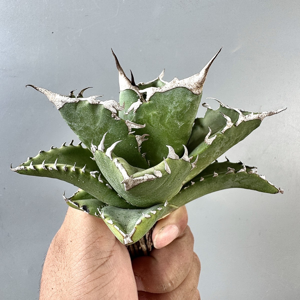 激レア高級品種 アガベ チタノタ FO-076シロアリ 極上強棘 極美極上株