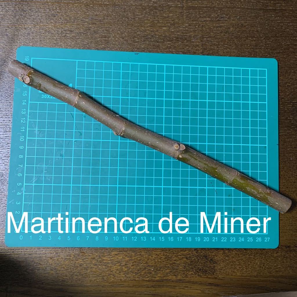 Martinenka de Miner イチジク 穂木
