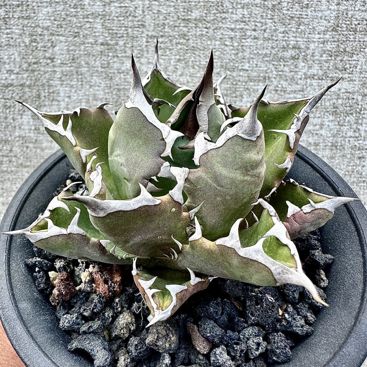 S6【厳選優良血統】アガベ チタノタ fo—076 強白棘 特選強棘大子株