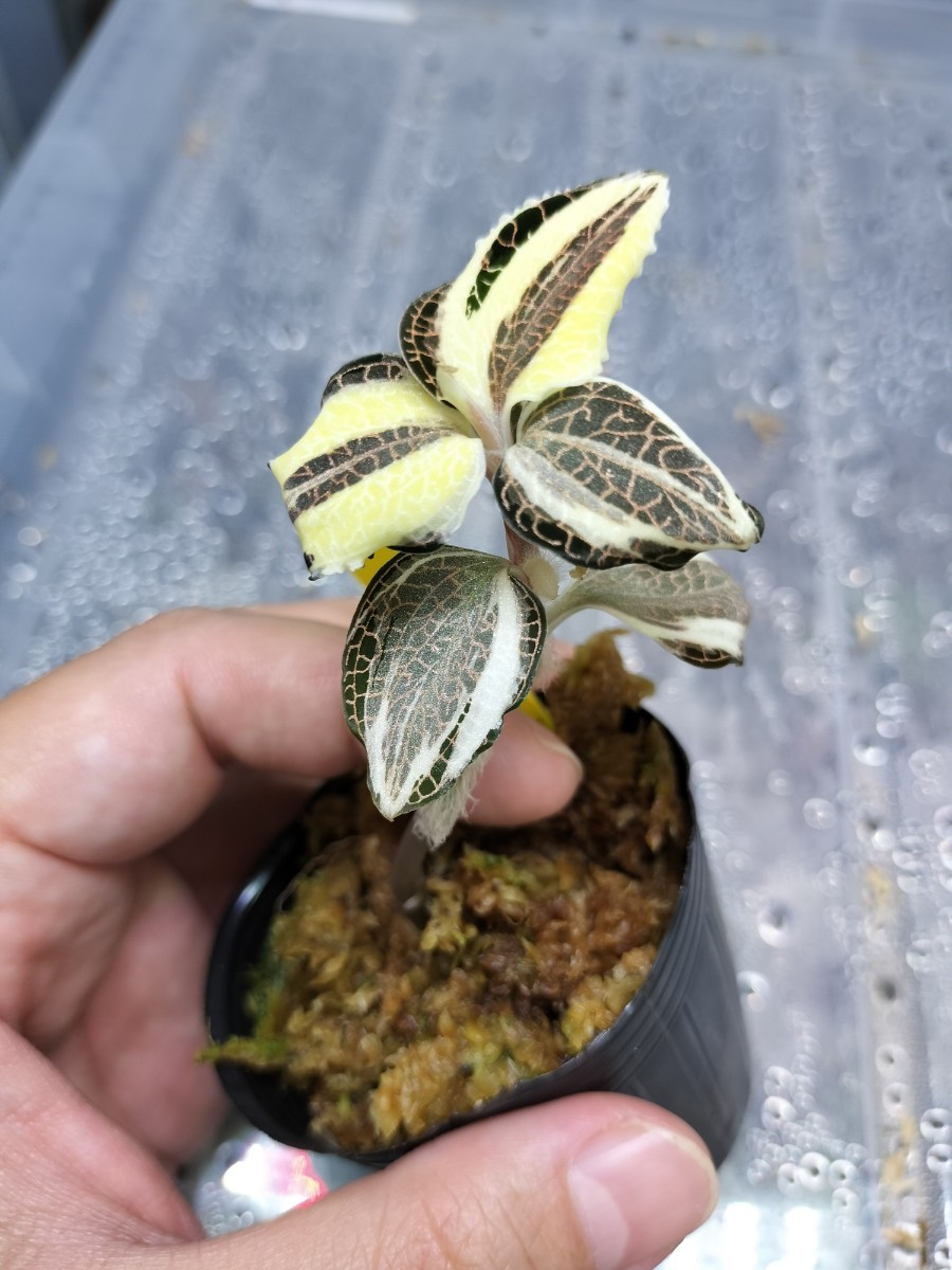 Anoectocilus roxburghii Variegata (斑入り) 【公式通販】