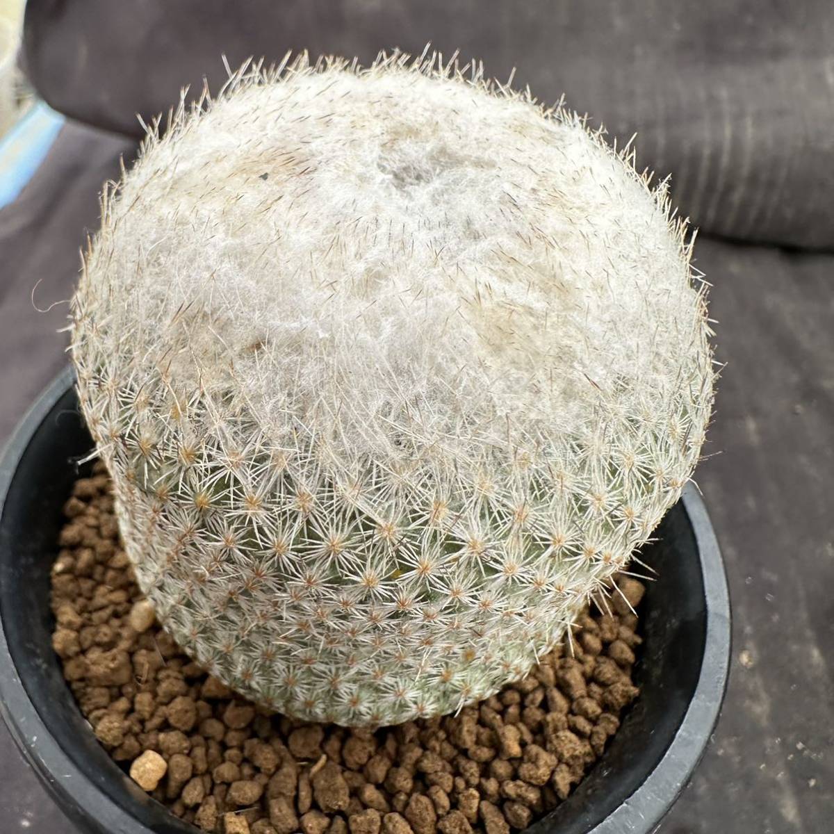4 サボテン 紅籠 (カキコ・鉢植え発送)