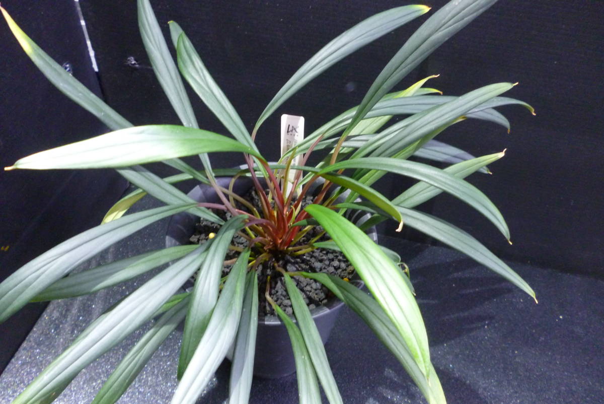 目立った傷や汚れなし】Homalomena sp [LA0619－z－b]子株 1