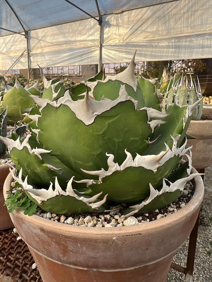 Agave titanota – Hidden Agave 【ever plants】Agave titanota
