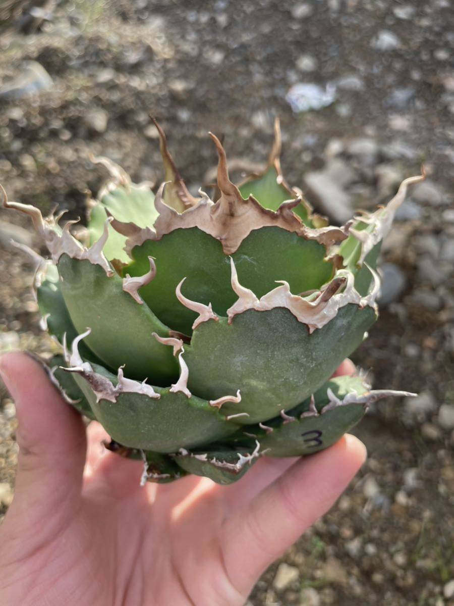 Agave titanota Neanderthal アガベ チタノタ ネアンデルタール⑨