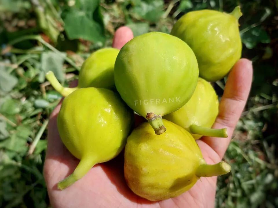 ✨実付きホワイトマデイラ四年生✨ ✨実付きホワイトマデイラ四年生✨ Black Madeira ブラックマディラ の