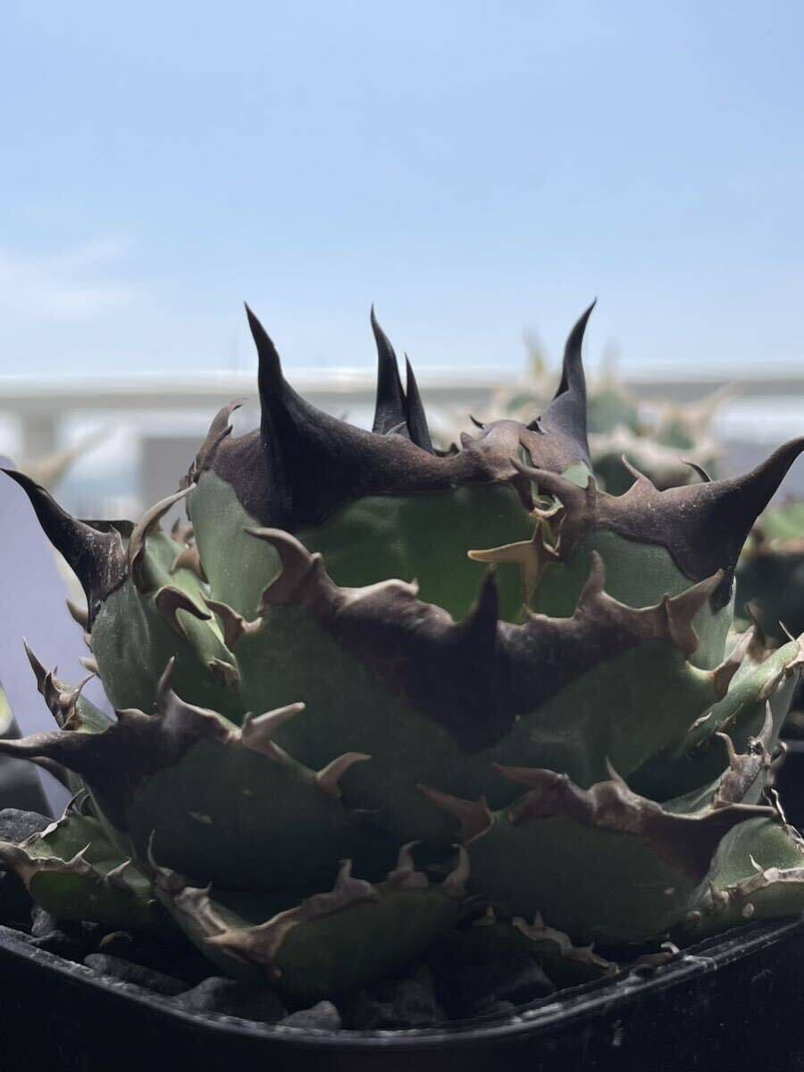 未使用】【毒刺産※発根済み子株】亞瑟王 キングアーサー KING ARTHUR  