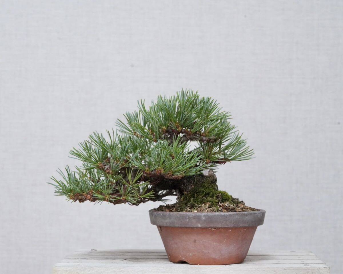 亦盆栽」黒松 古木 逸品 小品盆栽 【公式通販】