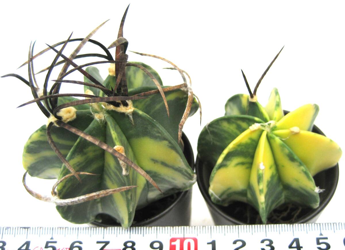 サボテン、大鳳玉錦 実生苗 瑠璃兜錦 大鳳玉錦 実生苗