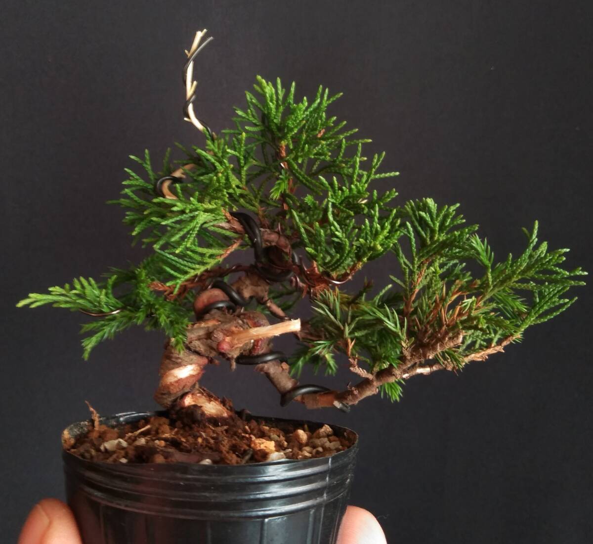 糸魚川真柏 小品 限界価格