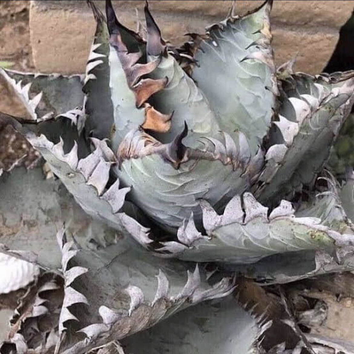 白毫刺 OC 子株 目立った傷や汚れなし】AGAVE TITANOTA ビースト 子株