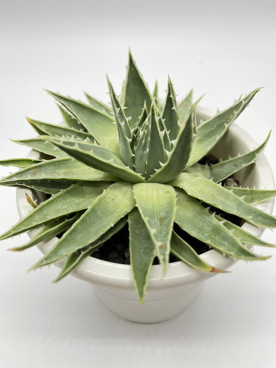 Aloe polyphylla アロエ ポリフィラ 種子 100粒