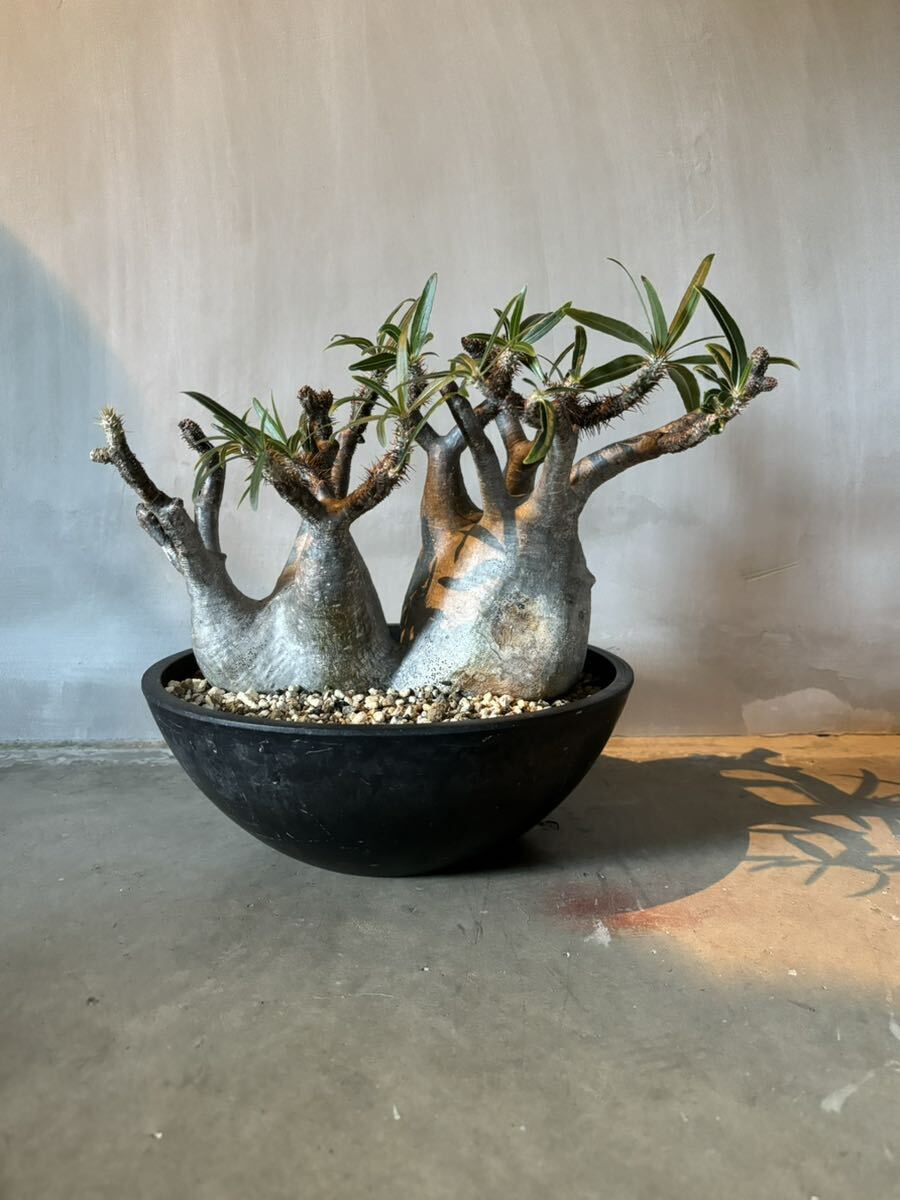 パキポディウム グラキリス 大株 検】パキプス コミフォラ パキポディウム グラキリス 大株 検】パキプス コミフォラ