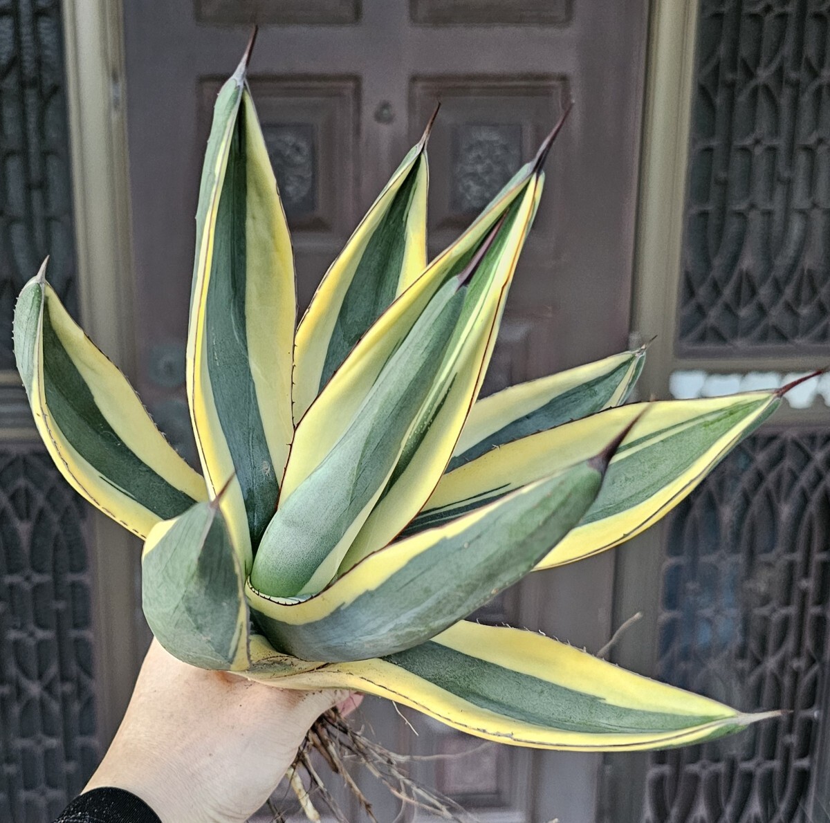 アガベ グレートホワイトシャーク 子株 【公式通販】