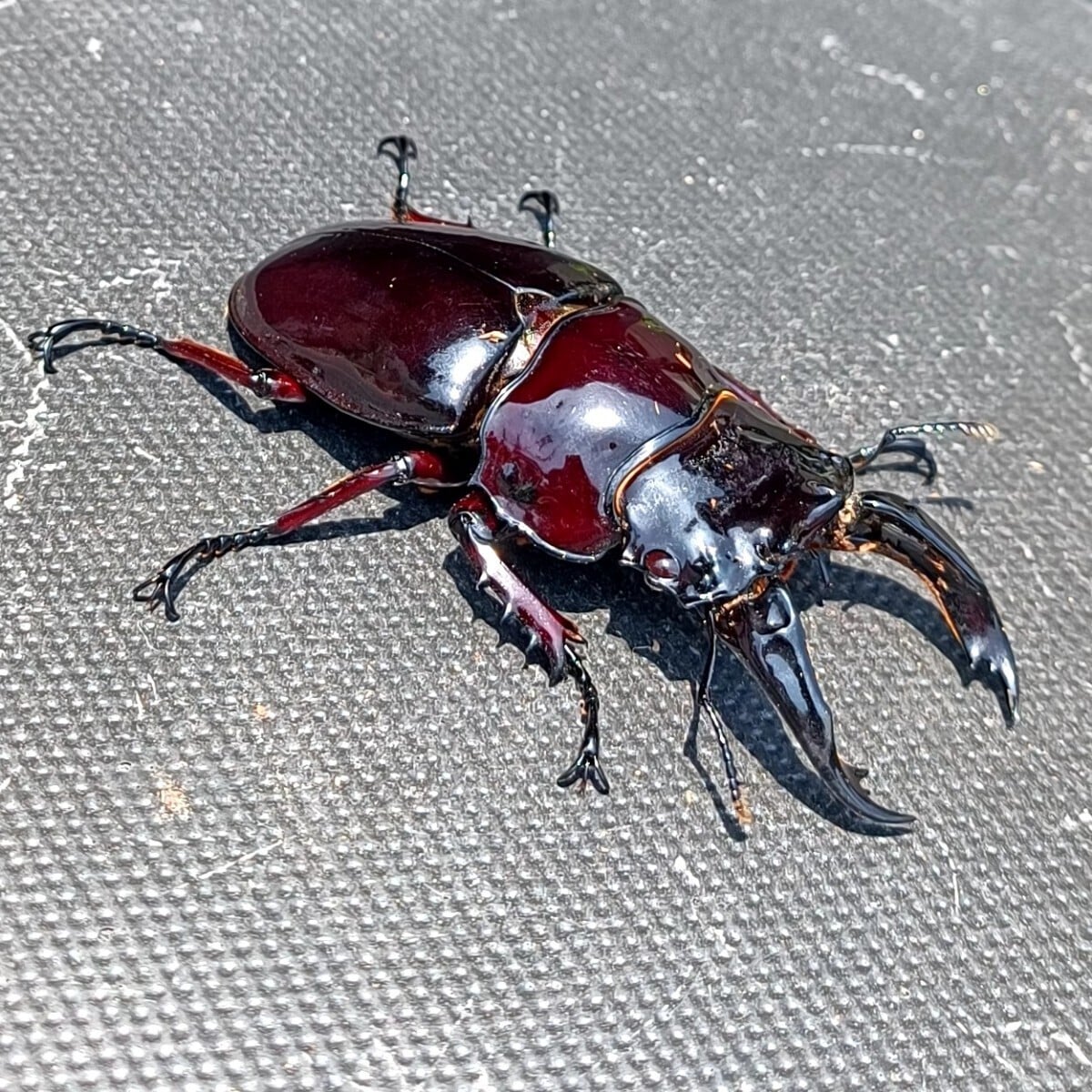 赤レギウス　赤茶目　魔紅帝　大型血統　ペア 赤レギウス 赤茶目 魔紅帝 大型血統 ペア
