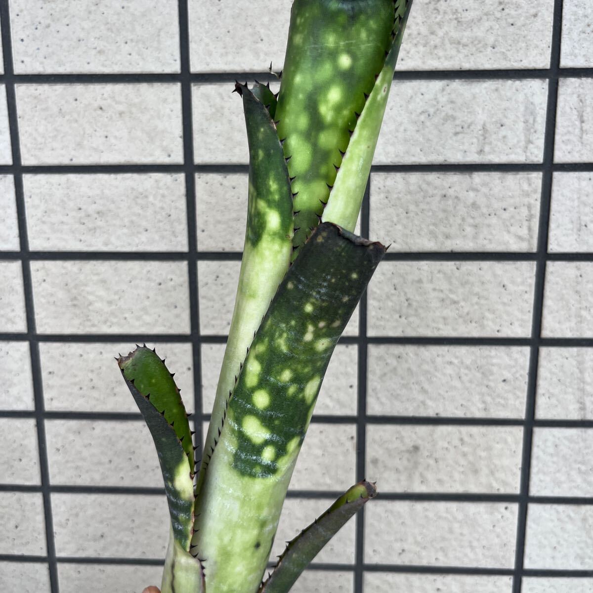新品】ビルベルギア Billbergia Canvey Dream キャンベイ ドリーム 激 