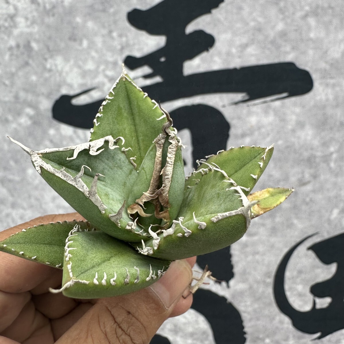 アガベシーザー大株陶器鉢付き