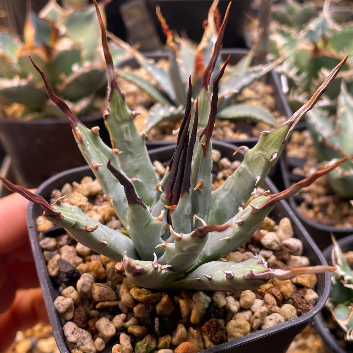 アガベユタエンシスエボリスピナ連棘裏棘良株