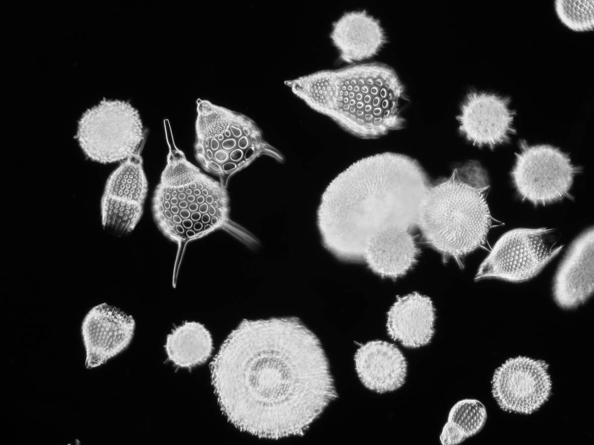 放散虫プレパラート バルバドス産 微化石 顕微鏡標本 微生物