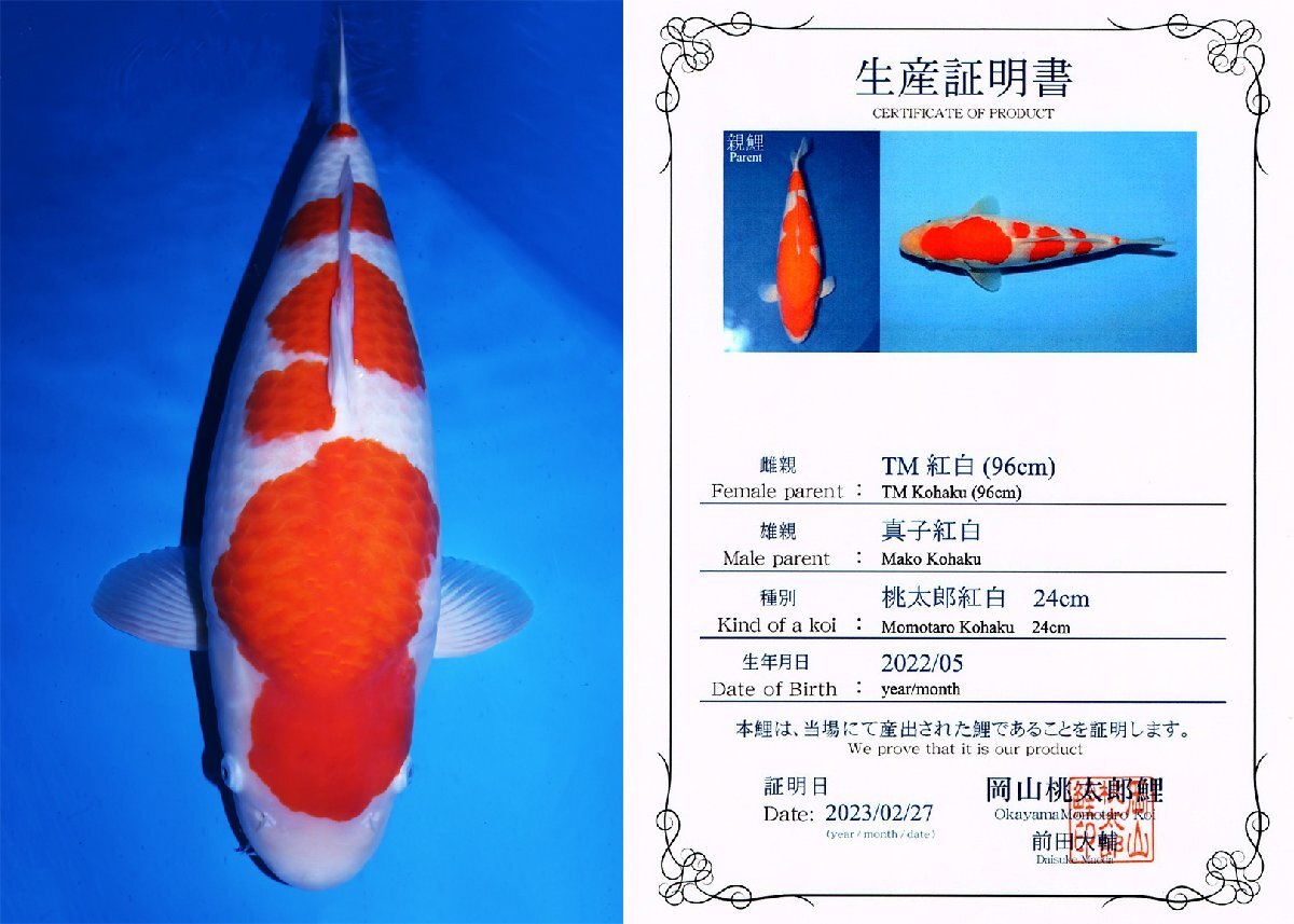 鯉牧場】NO.2 ~岡山桃太郎鯉SP！！~ 岡山桃太郎鯉作出 紅白 当
