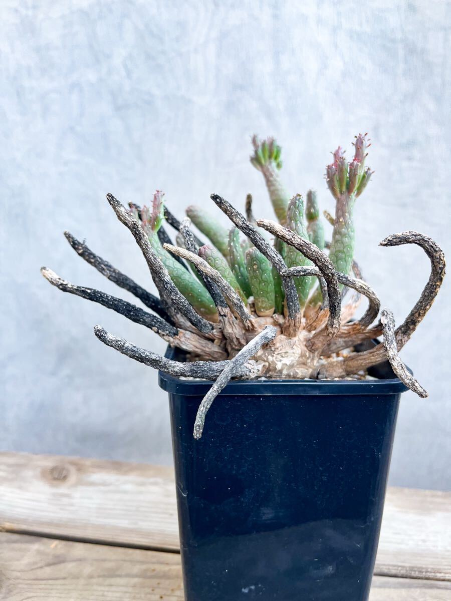 ☆大株☆【自根“株”/1株/ゆうパックのみ】Euphorbia esculenta