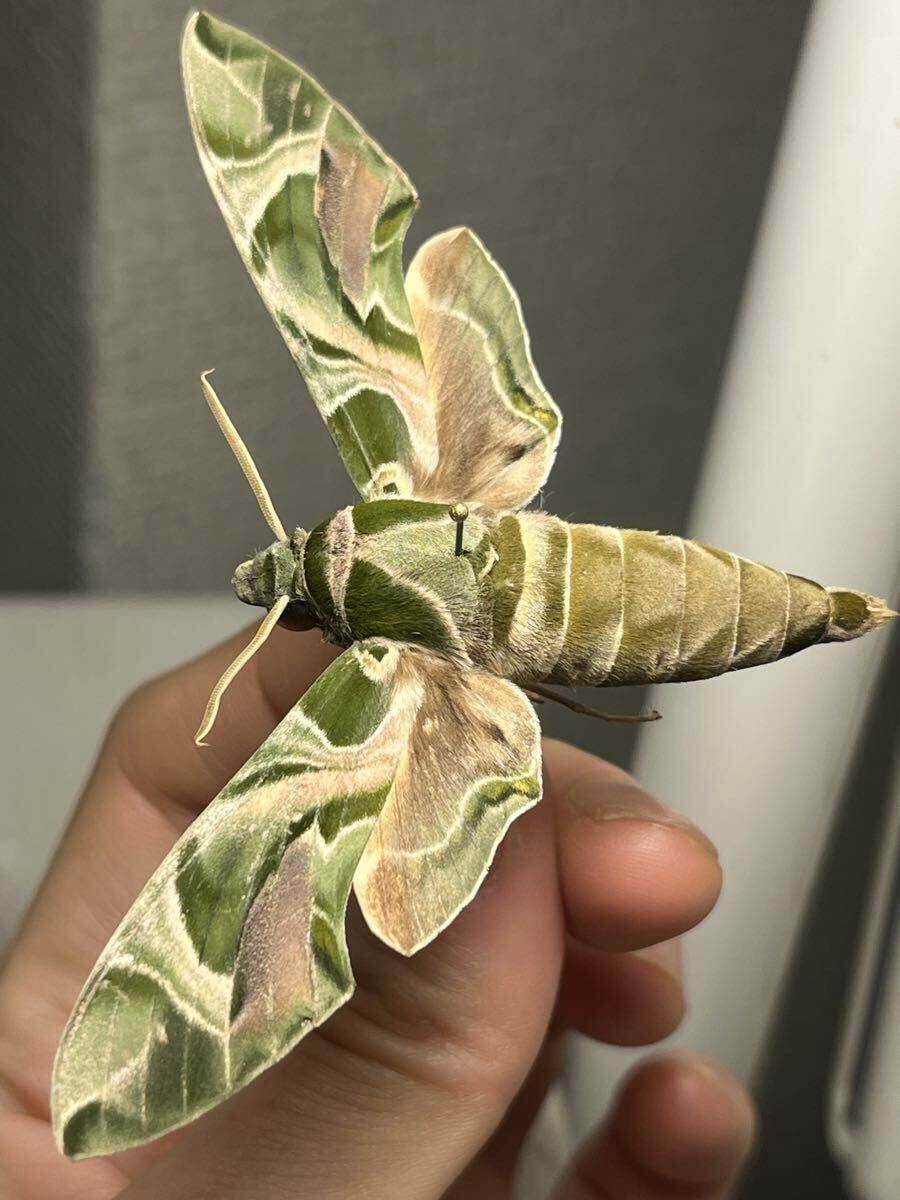 キョウチクトウスズメ スズメガ Daphnis nerii 約9cm タイ産 蛾 標本の