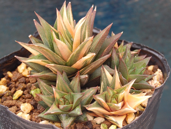 新品】【多肉植物/ハオルチア】☆象牙の塔錦 (五重塔錦) ☆極上斑 大美