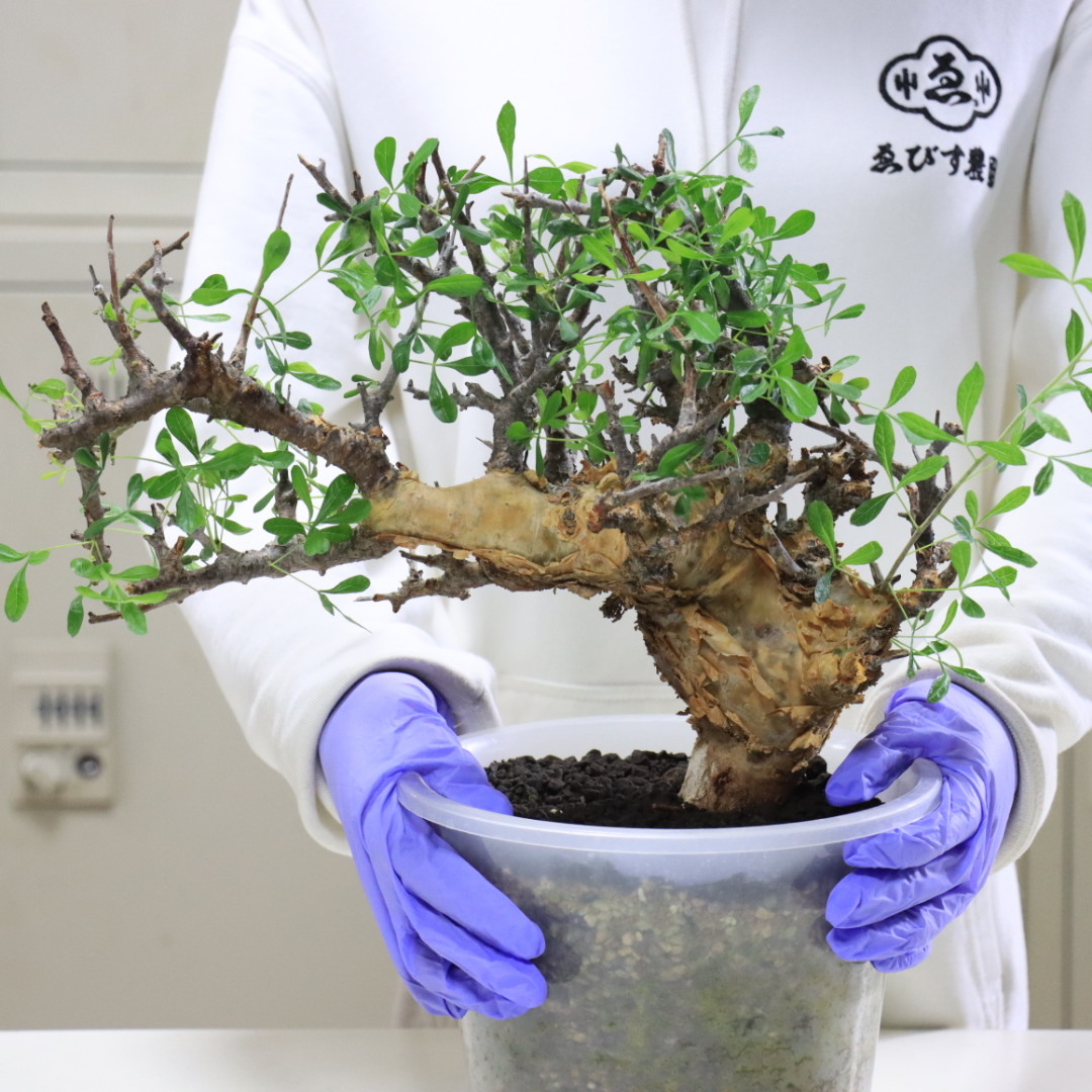 観葉植物 m*o様 H286 希少種 塊根植物 コミフォラ 実生株 極美