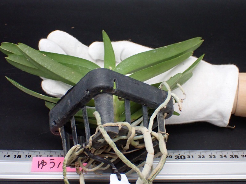 目立った傷や汚れなし】フランス産シンジュアシナガコガネ Hoplia