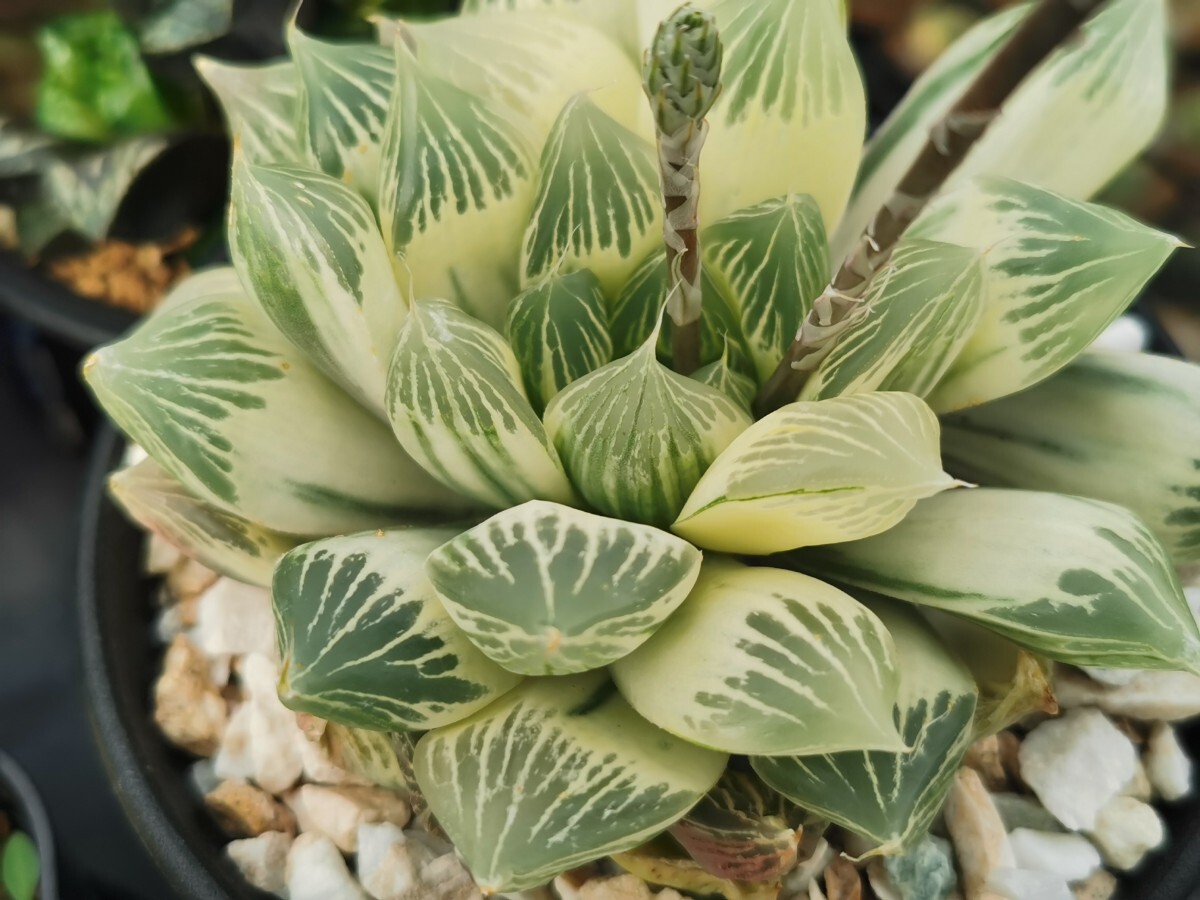 新品】【ラスト】ハオルチア 闇の森 (ハオルシア 多肉植物) ※1枚目は