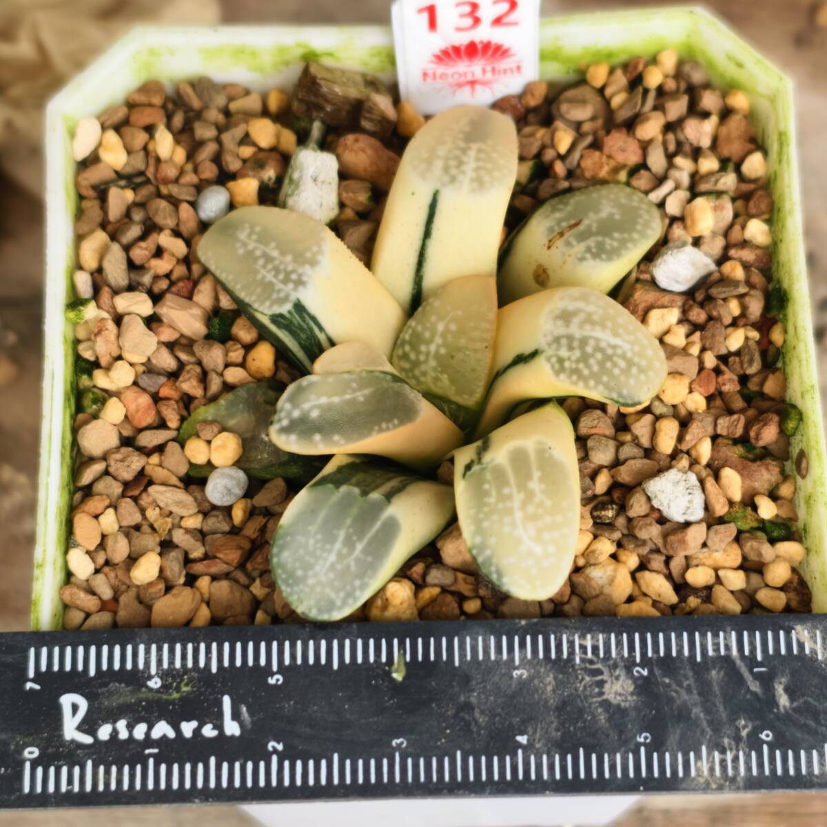 新品】【多肉植物/ハオルチア】☆グロエネワルディ 巨大化の落札情報