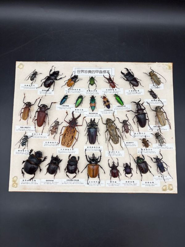 未使用】【URBAN INSECTA】 韓国産WF1 クワガタモドキ 幼虫4頭+ 死着