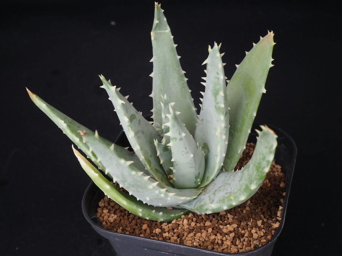 植物】希少種 アロエ・ピランシー Aloe pillansiiの落札情報詳細