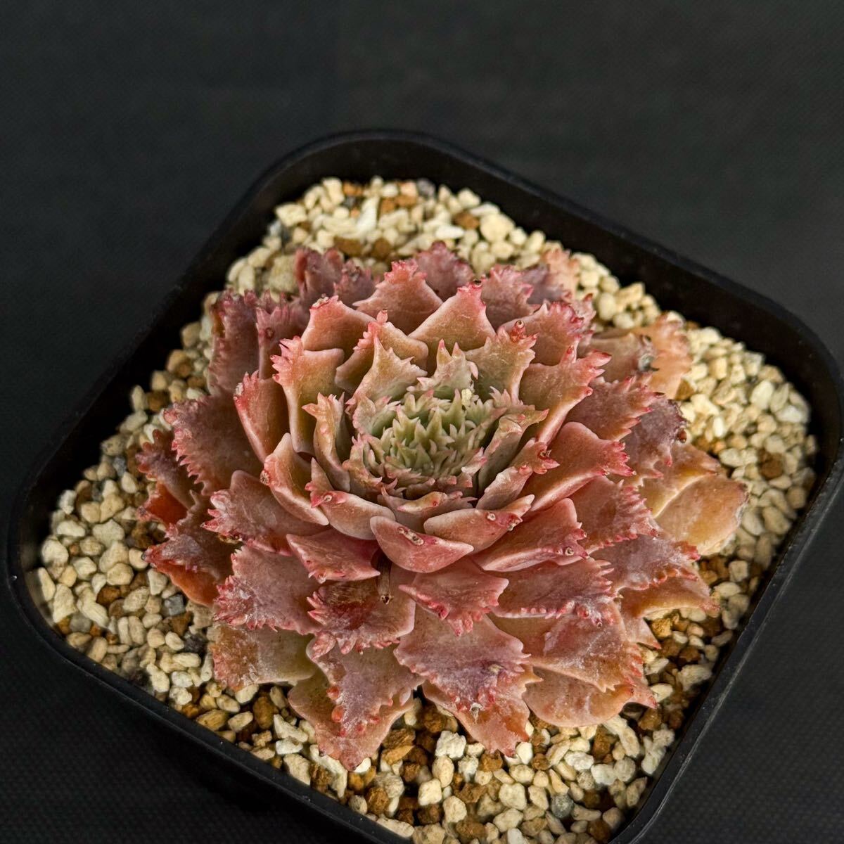 シュガーゼリー ＊ グラプトベリア 多肉植物 エケベリアの落札情報詳細